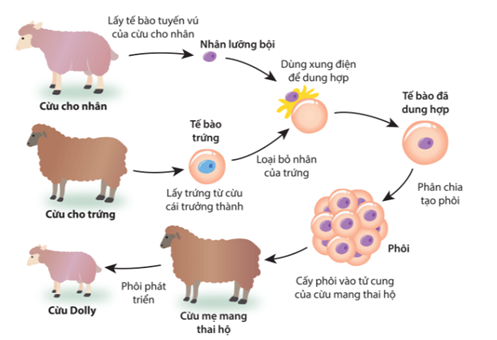 Hình minh họa