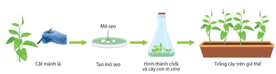 Hình minh họa